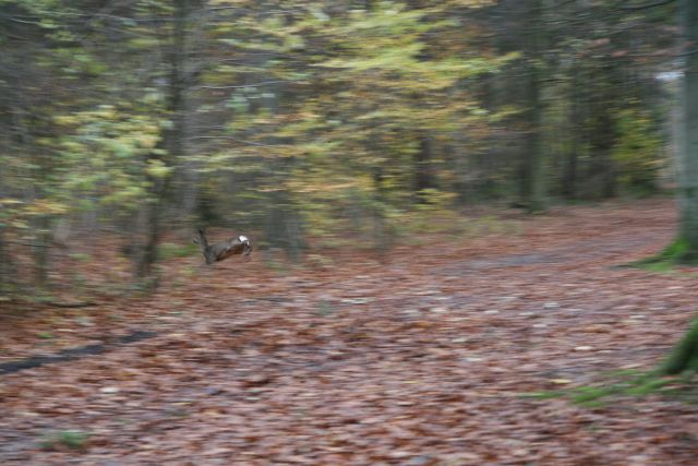 img_3181-1.jpg